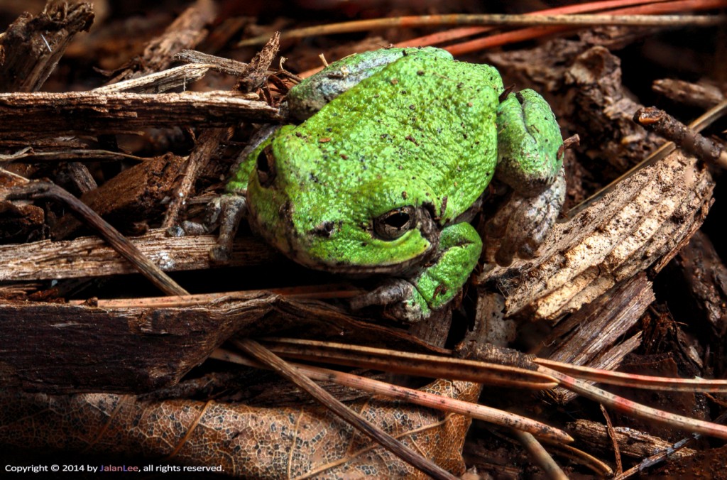 Tree-Frog-1024x676.jpg